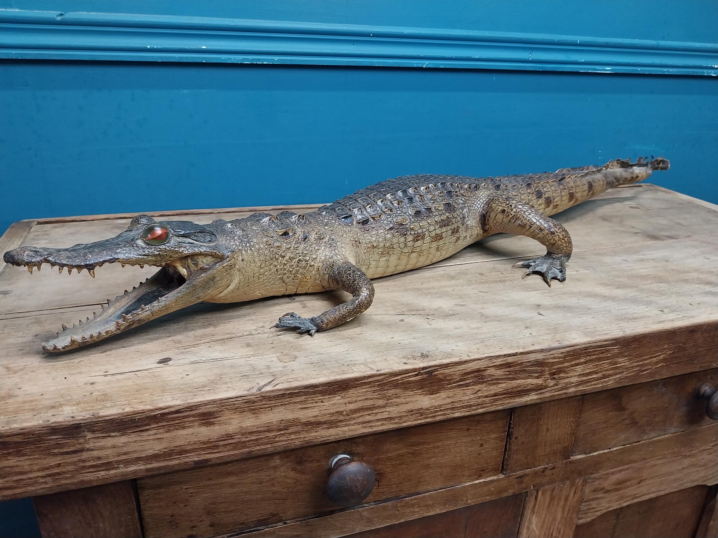 19th C. taxidermy model of a Caiman. {10 cm H x 83 cm W x 27 cm D}. - Image 4 of 6