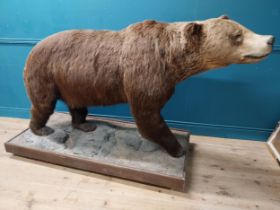 19th C. full size taxidermy brown Bear {126 cm H x 200 cm W x 75 cm D}.