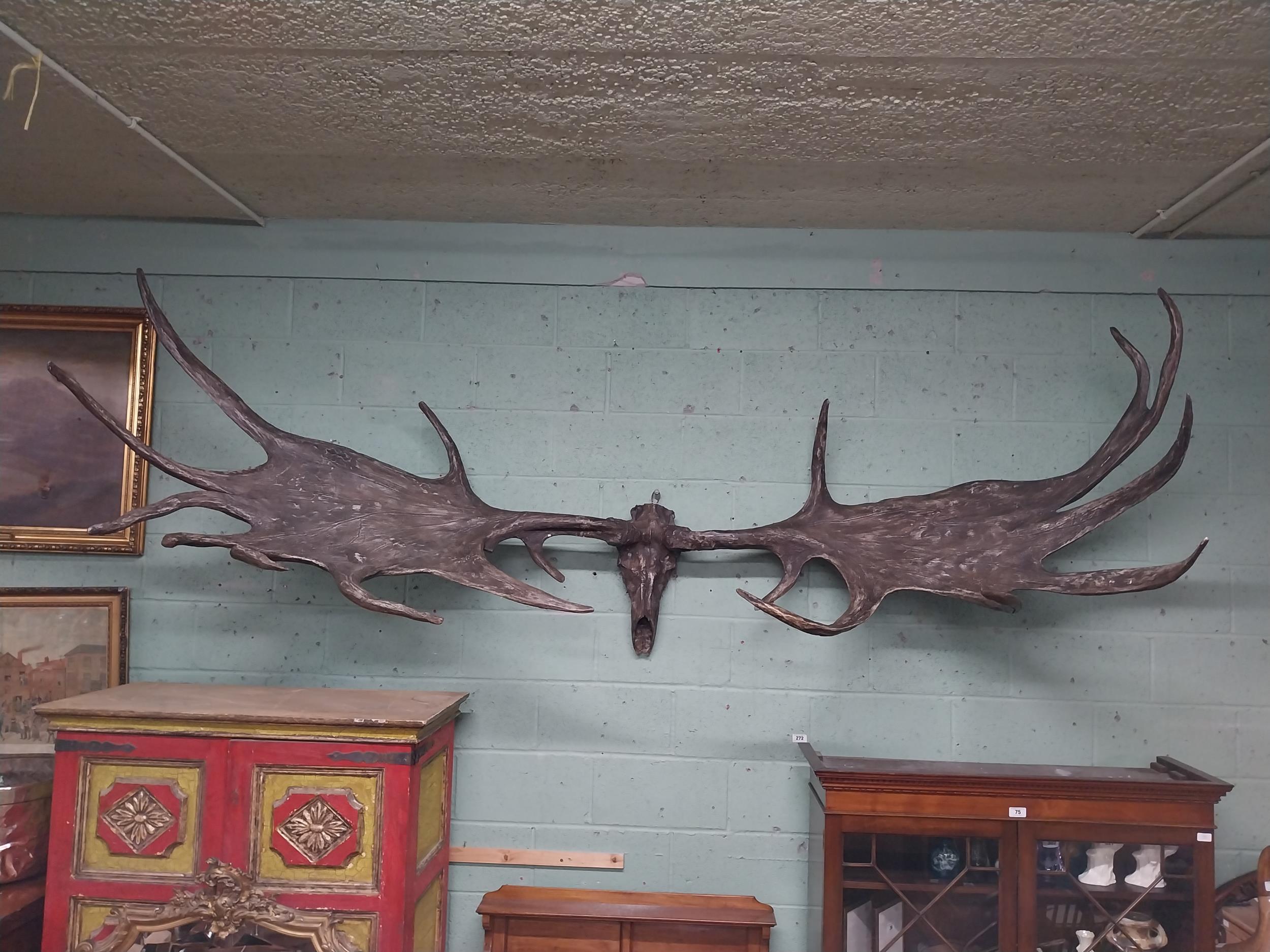 Rare resin cast of original Irish elk Antlers and skull {118 cm H x 310 cm W x 105 cm D}. - Image 3 of 16