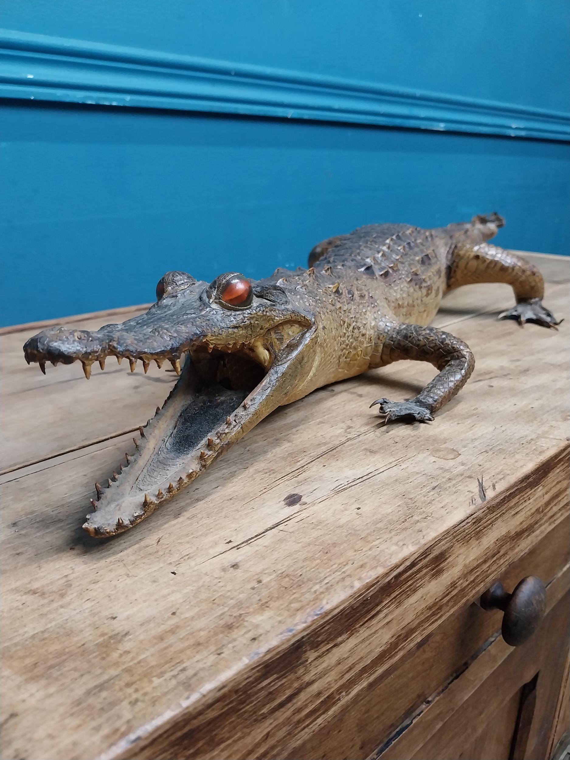 19th C. taxidermy model of a Caiman. {10 cm H x 83 cm W x 27 cm D}. - Image 3 of 6