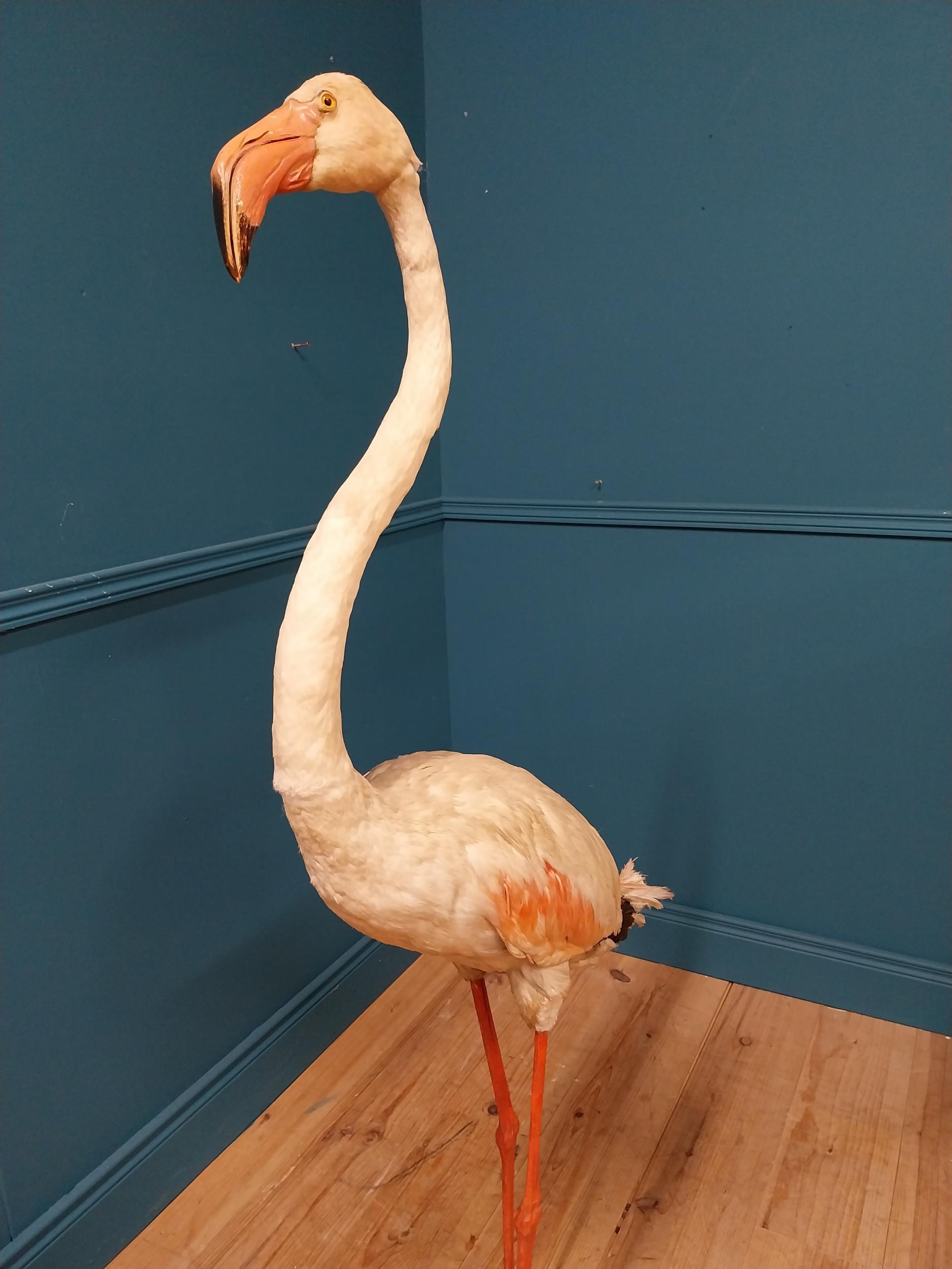 19th C. taxidermy flamingo {146cm H x 70cm W x 50cm D} - Image 4 of 6