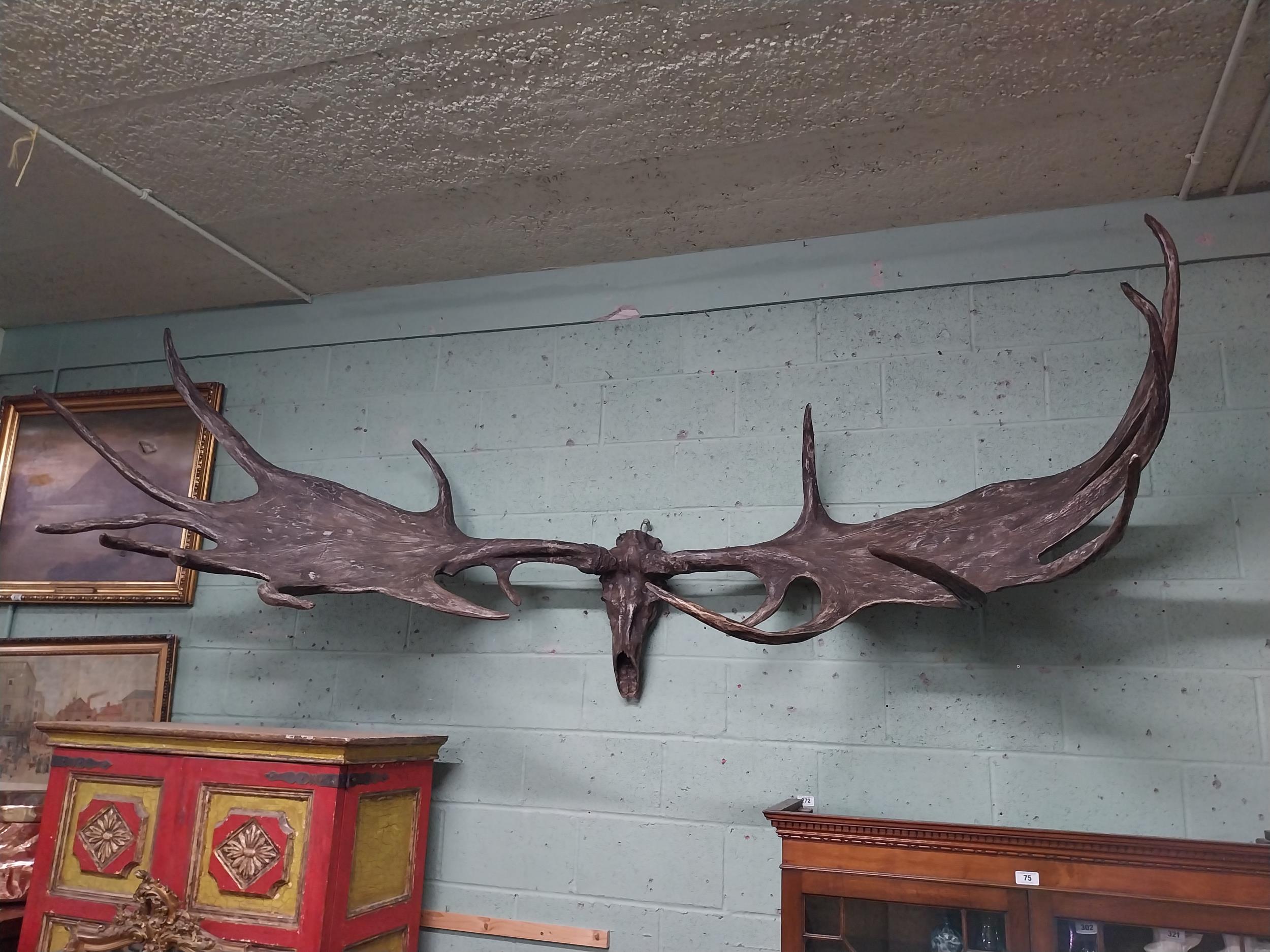 Rare resin cast of original Irish elk Antlers and skull {118 cm H x 310 cm W x 105 cm D}. - Image 5 of 16