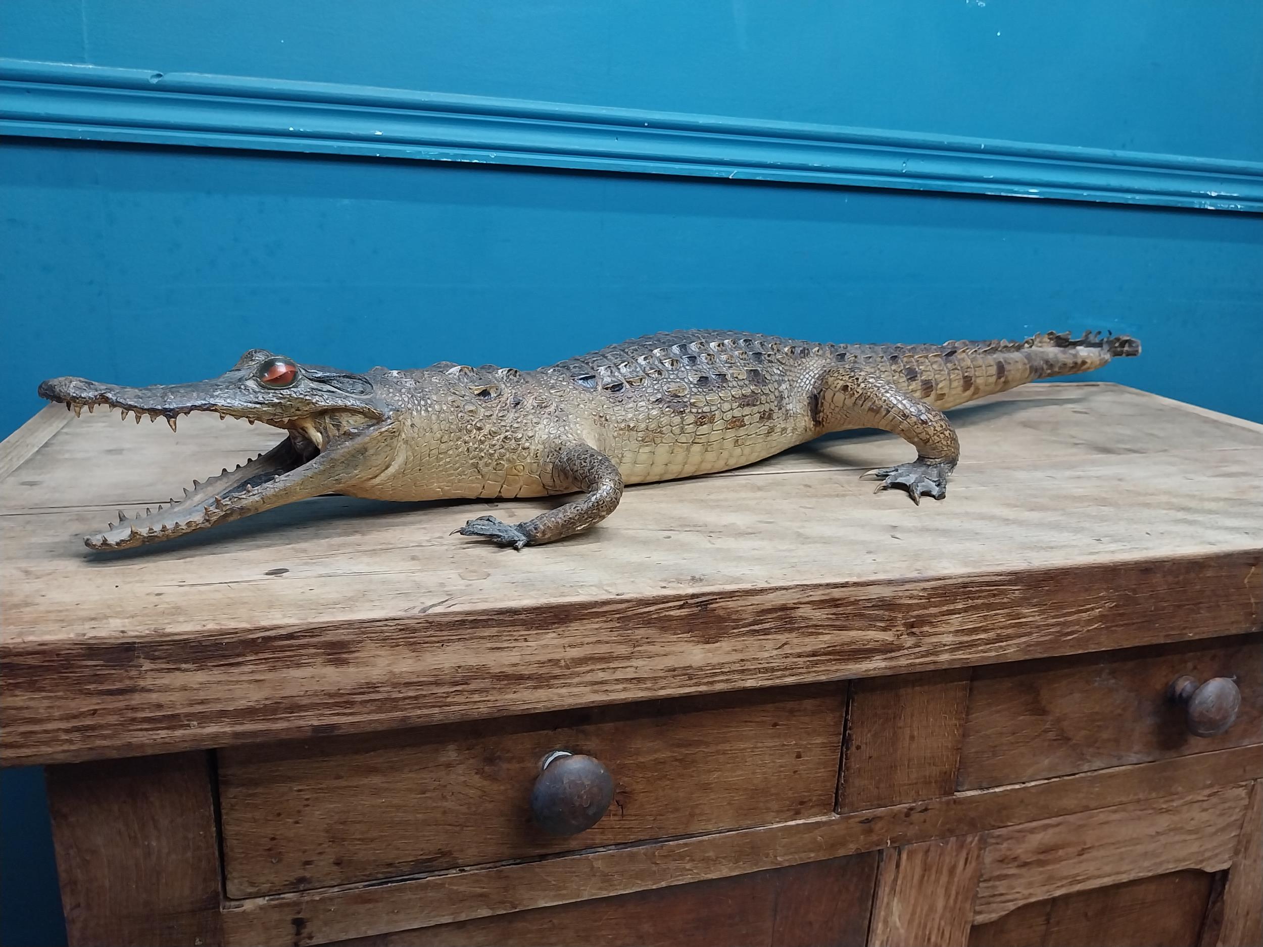 19th C. taxidermy model of a Caiman. {10 cm H x 83 cm W x 27 cm D}. - Image 5 of 6