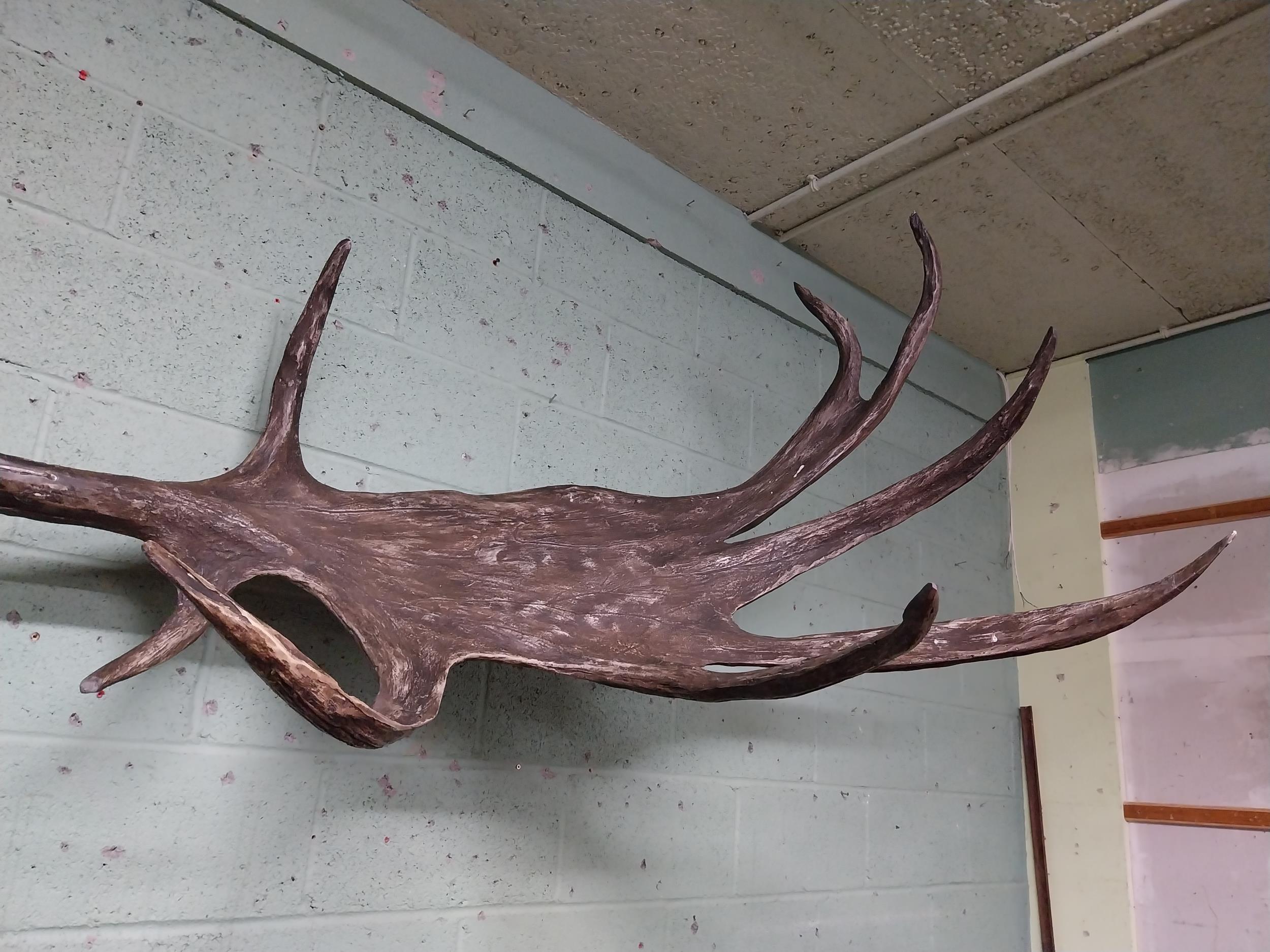 Rare resin cast of original Irish elk Antlers and skull {118 cm H x 310 cm W x 105 cm D}. - Image 11 of 16