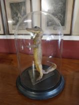 19th C. taxidermy Caiman mounted in glass dome case {35 cm H x 25 cm Dia.}.