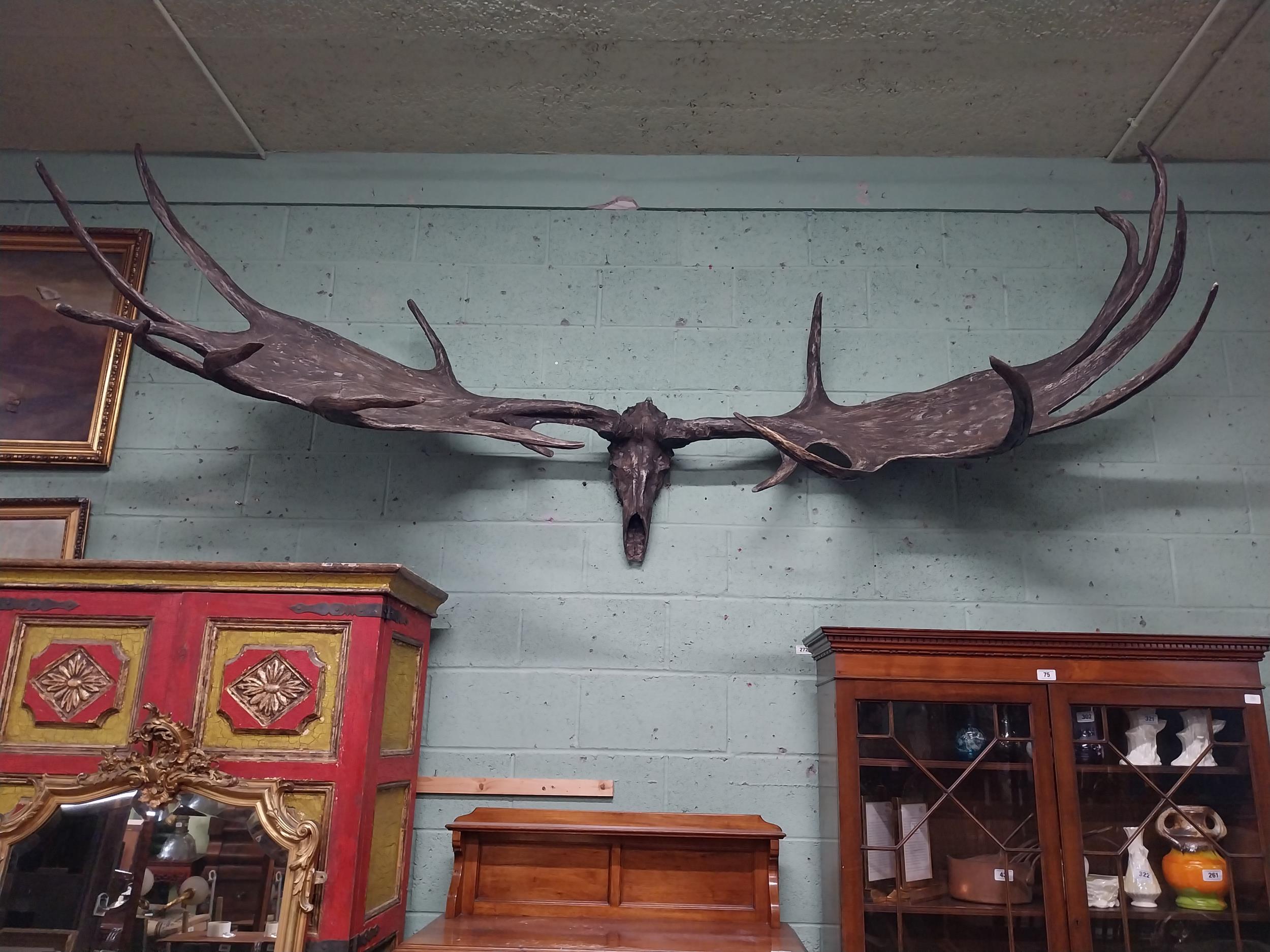 Rare resin cast of original Irish elk Antlers and skull {118 cm H x 310 cm W x 105 cm D}. - Image 8 of 16
