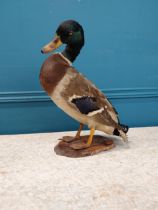 Early 20th C. taxidermy Duck {40 cm H x 32 cm W x 17 cm D}.