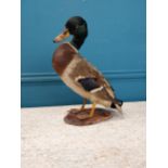 Early 20th C. taxidermy Duck {40 cm H x 32 cm W x 17 cm D}.