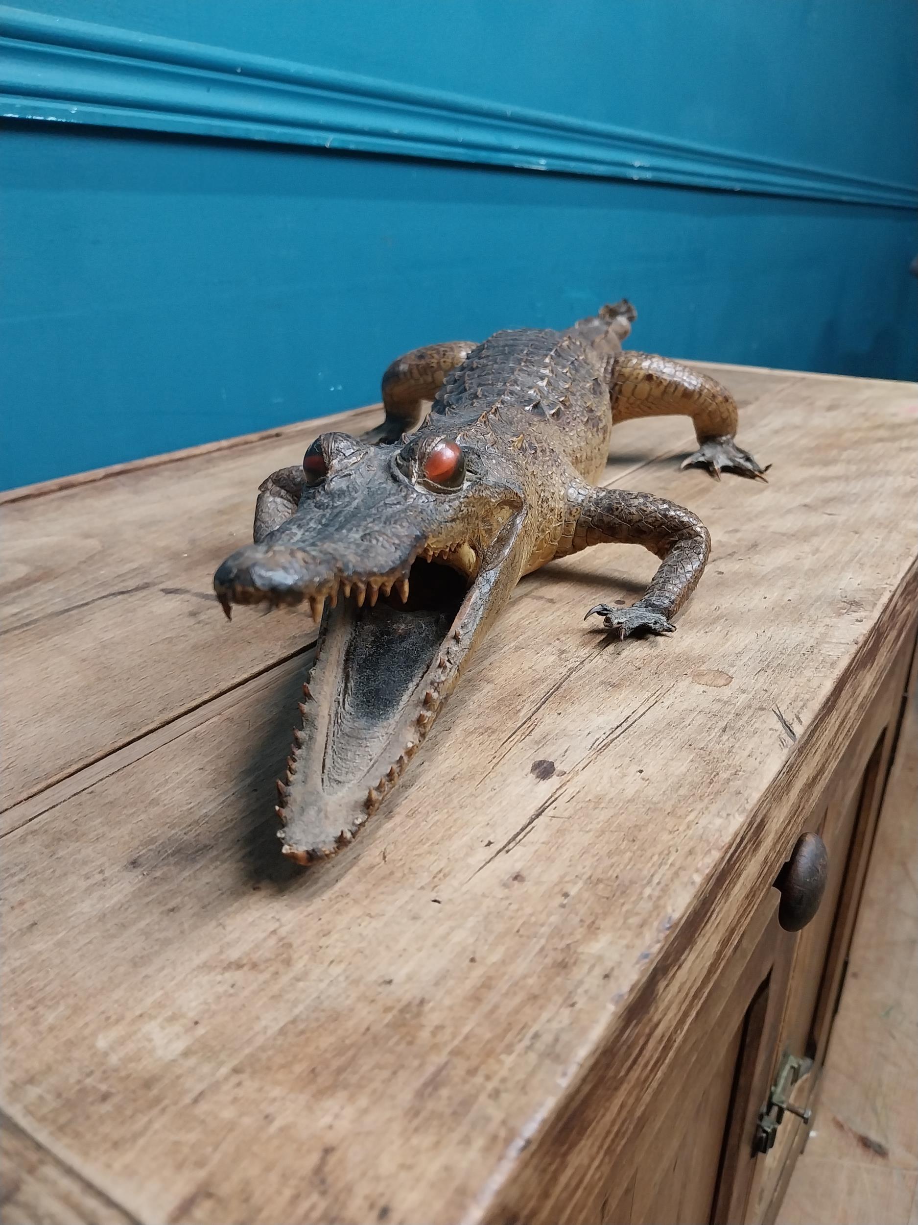 19th C. taxidermy model of a Caiman. {10 cm H x 83 cm W x 27 cm D}. - Image 2 of 6