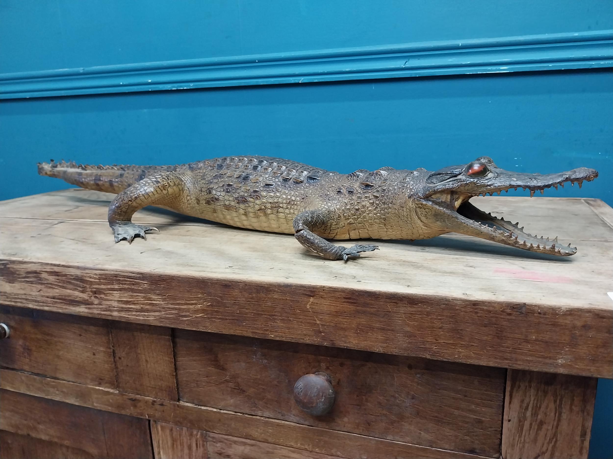 19th C. taxidermy model of a Caiman. {10 cm H x 83 cm W x 27 cm D}. - Image 6 of 6