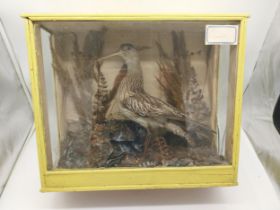 19th C. taxidermy Curlew in painted pine glazed case. {42 cm H x 51 cm W x 20 cm D}.