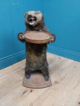 19th C. taxidermy Badger change tray {70 cm H x 34 cm W x 40 cm D}.