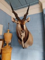 Impressive large taxidermy model of Eland Bull head and shoulder. {160 cm H x 100 cm W x 80 cm D}.