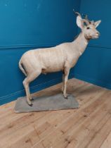 19th C. life size taxidermy Gazelle {162 cm H x 140 cm W x 48 cm D}.