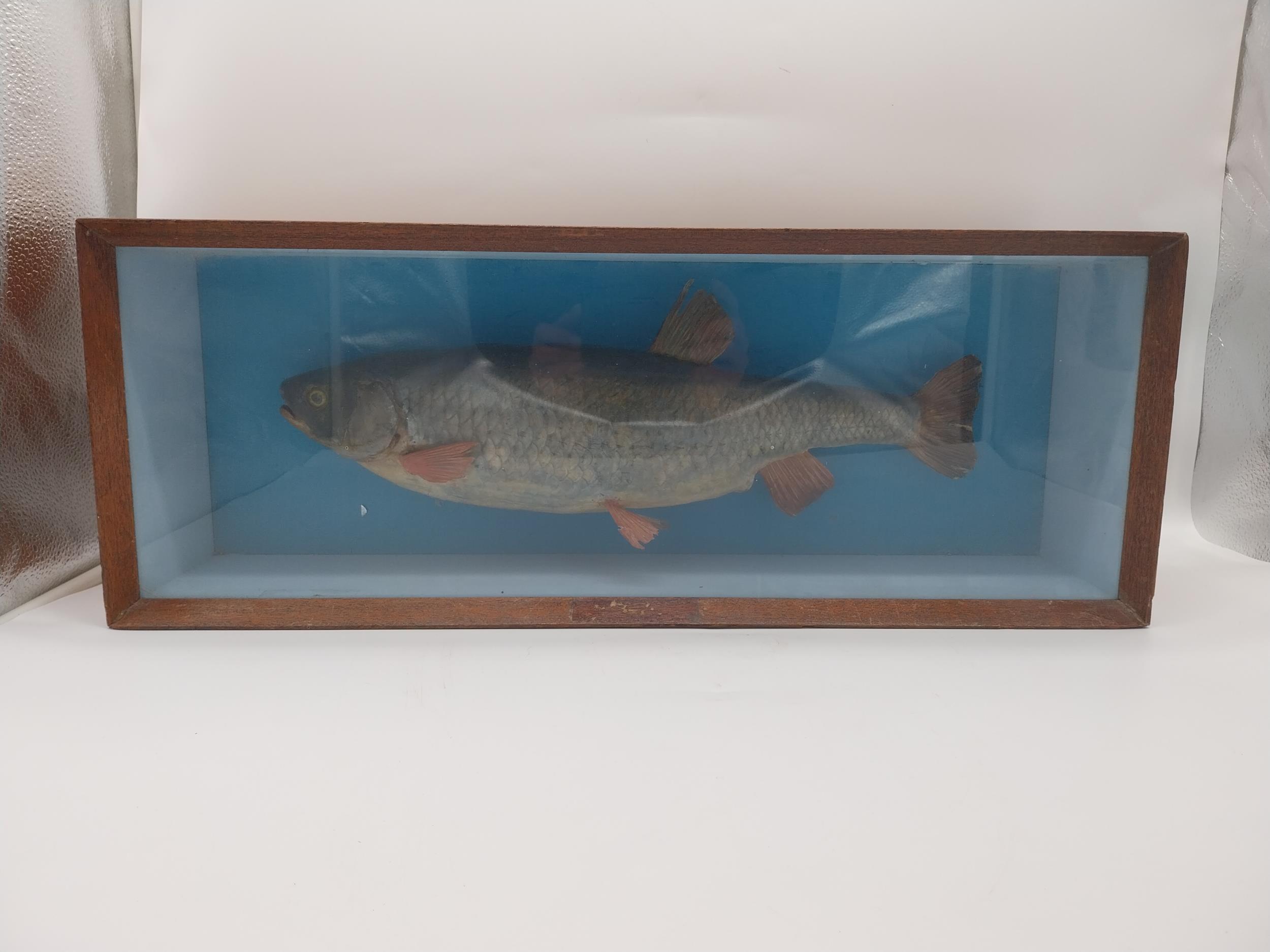 Early 20th C. taxidermy fish in glazed mahogany display case. {23 cm H x 61 m W x 16 cm D]. - Image 2 of 4