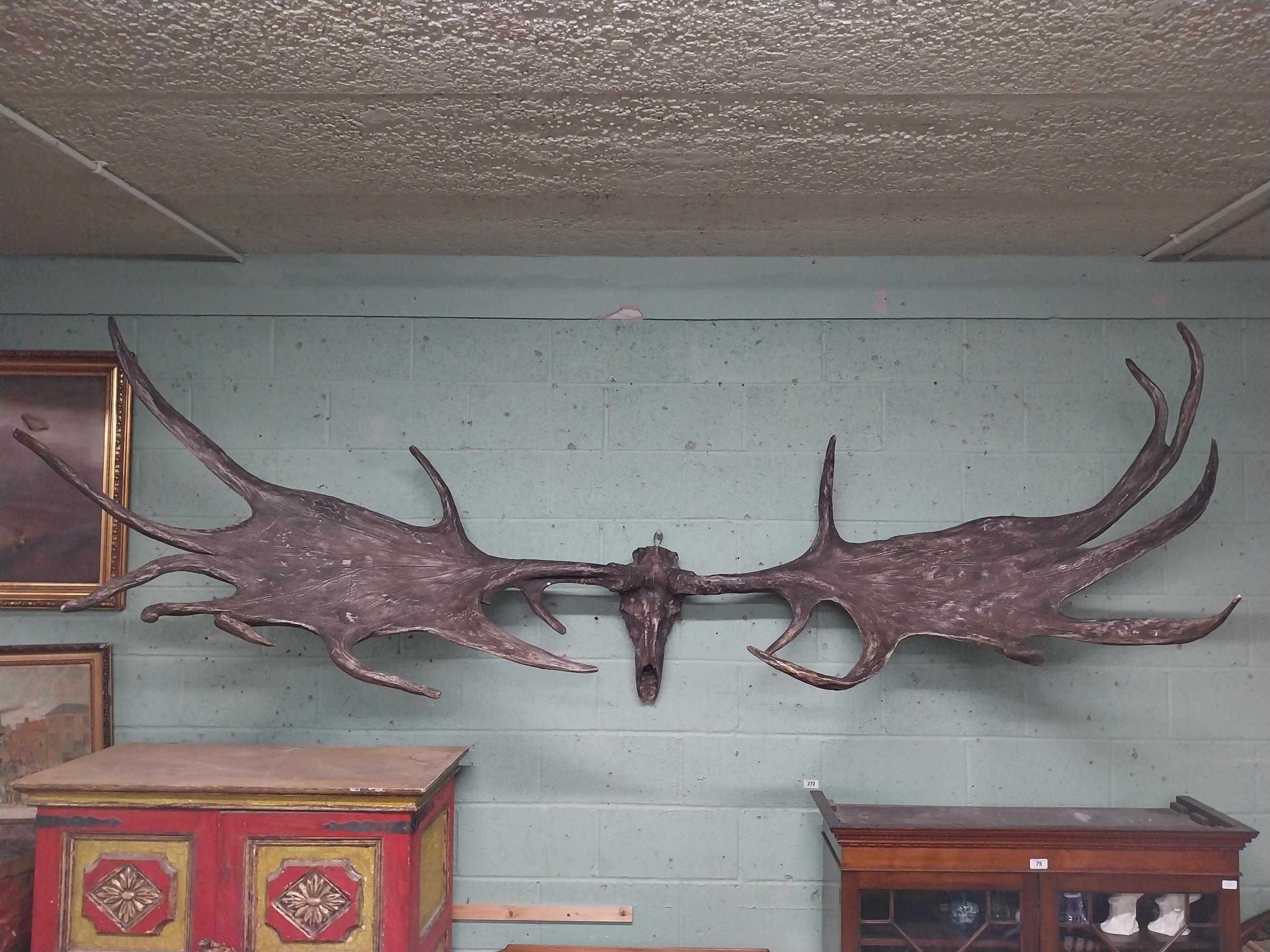 Rare resin cast of original Irish elk Antlers and skull {118 cm H x 310 cm W x 105 cm D}.