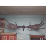 Rare resin cast of original Irish elk Antlers and skull {118 cm H x 310 cm W x 105 cm D}.