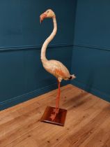 19th C. taxidermy flamingo {146cm H x 70cm W x 50cm D}