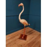 19th C. taxidermy flamingo {146cm H x 70cm W x 50cm D}