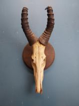 19th C. Gazelle antlers mounted on oak plaque. {80 cm H x 34 cm W x 34 cm D}.