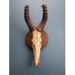 19th C. Gazelle antlers mounted on oak plaque. {80 cm H x 34 cm W x 34 cm D}.