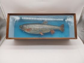 Early 20th C. taxidermy fish in glazed mahogany display case. {23 cm H x 61 m W x 16 cm D].