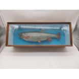 Early 20th C. taxidermy fish in glazed mahogany display case. {23 cm H x 61 m W x 16 cm D].