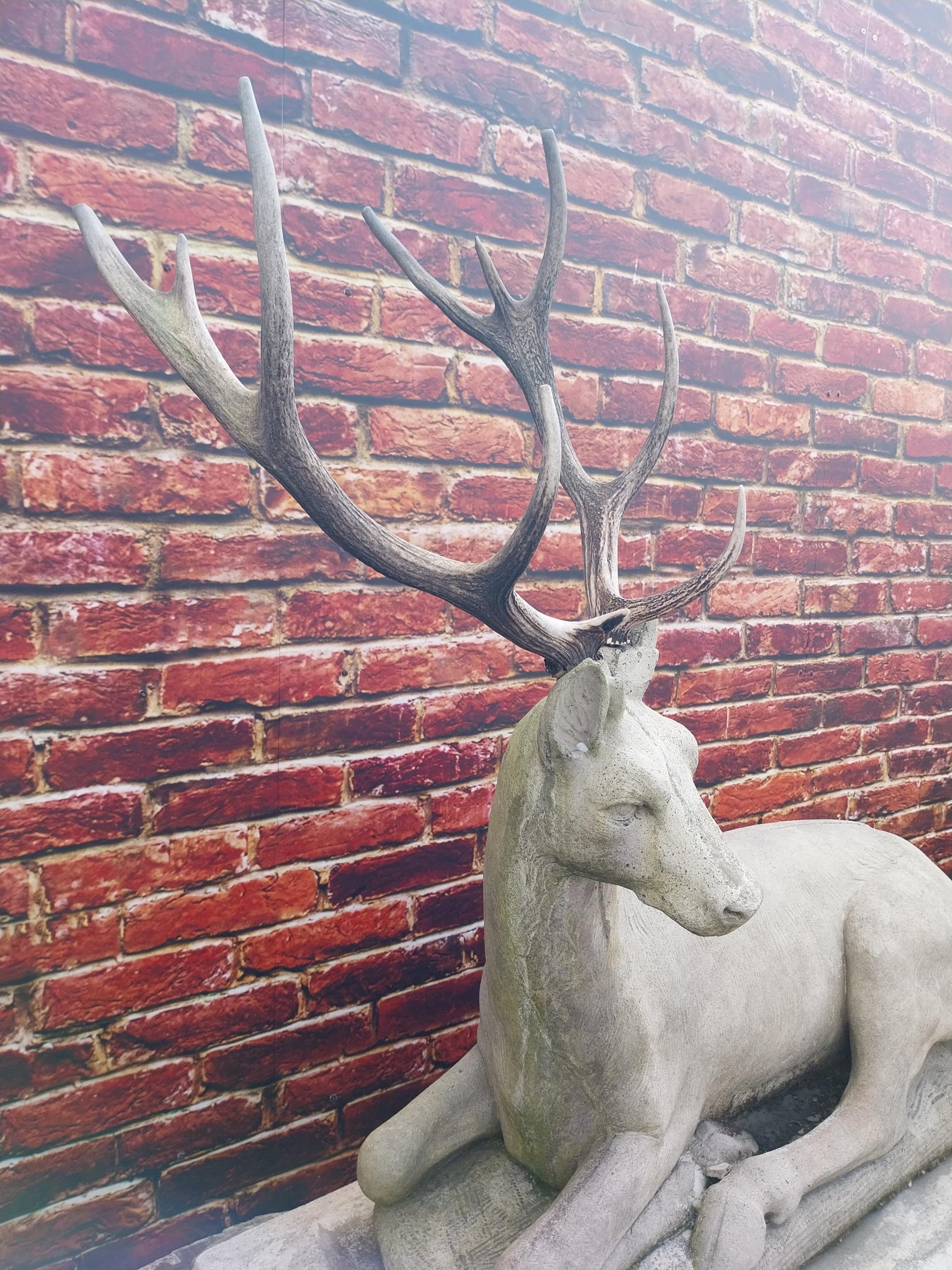 Good quality moulded stone statue of a Stag with real antlers raised on pedestal base {160 cm H x - Bild 5 aus 9