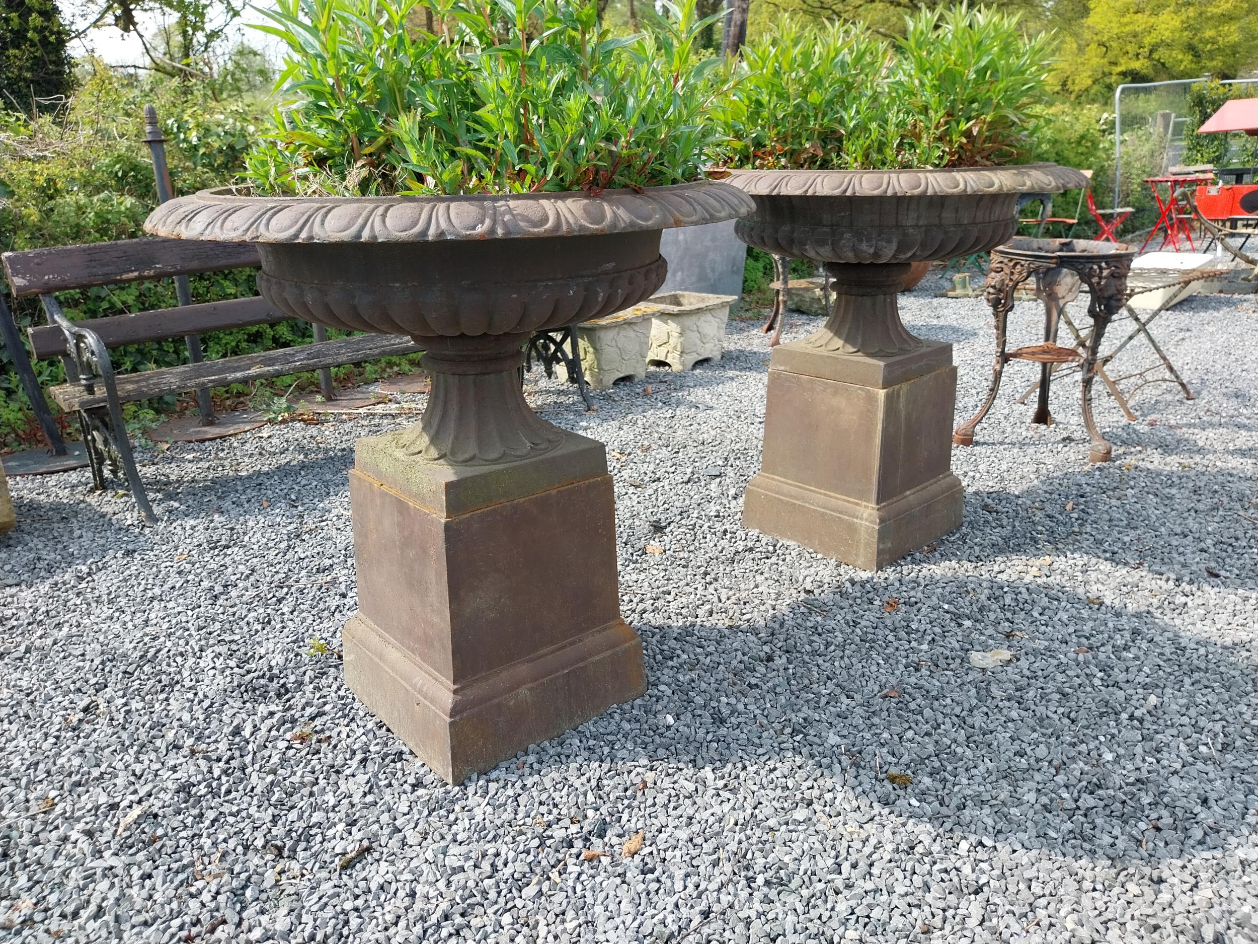 Pair of good quality cast iron urns raised on pedestals in the Georgian style {92 cm H x 100 cm - Image 6 of 6