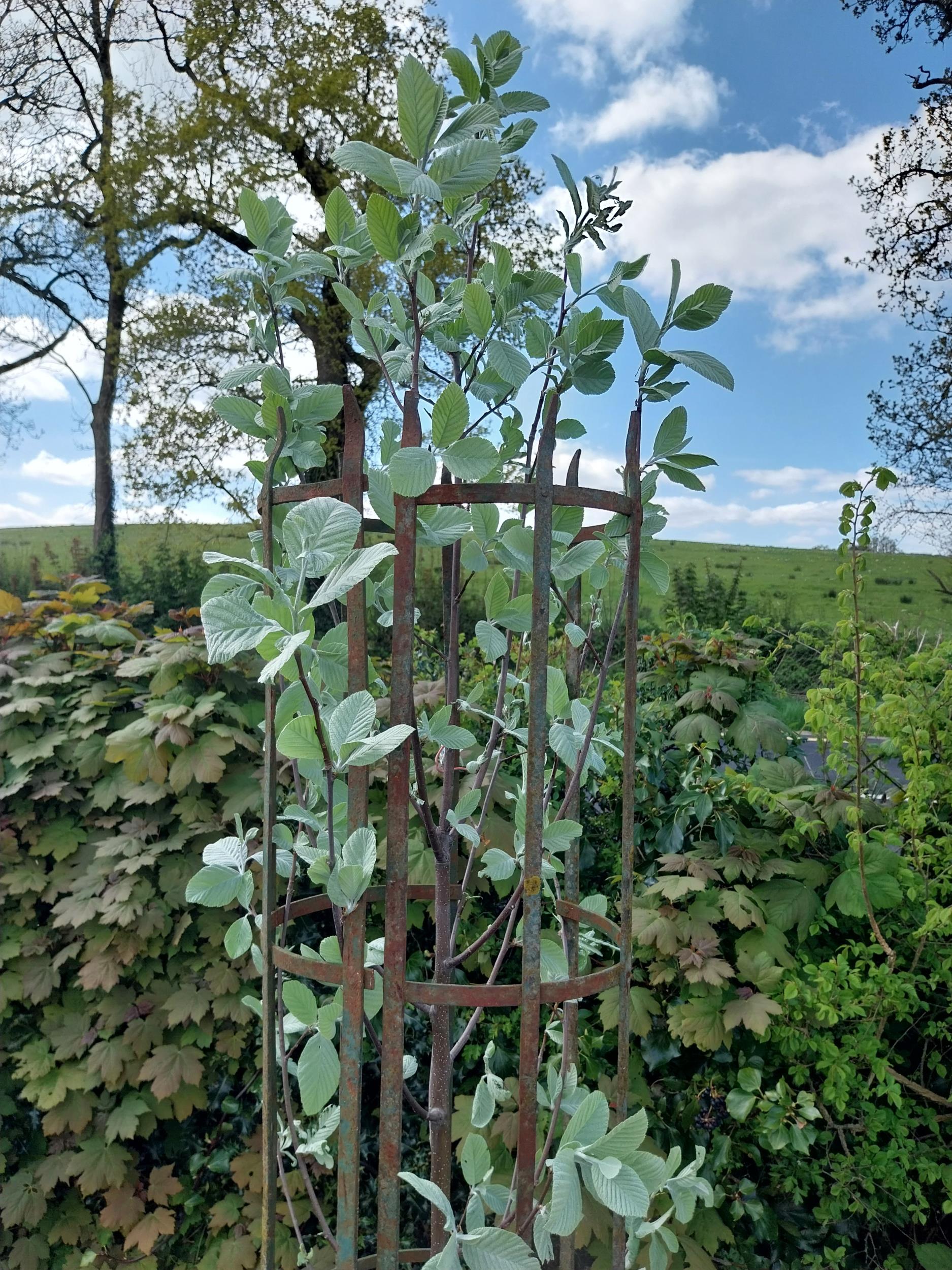 19th C. wrought iron tree surround {213 cm H x 29 cm Dia.}. - Image 5 of 5