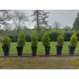 Six fir trees {H 120cm to H 160cm }. (NOT AVAILABLE TO VIEW IN PERSON)