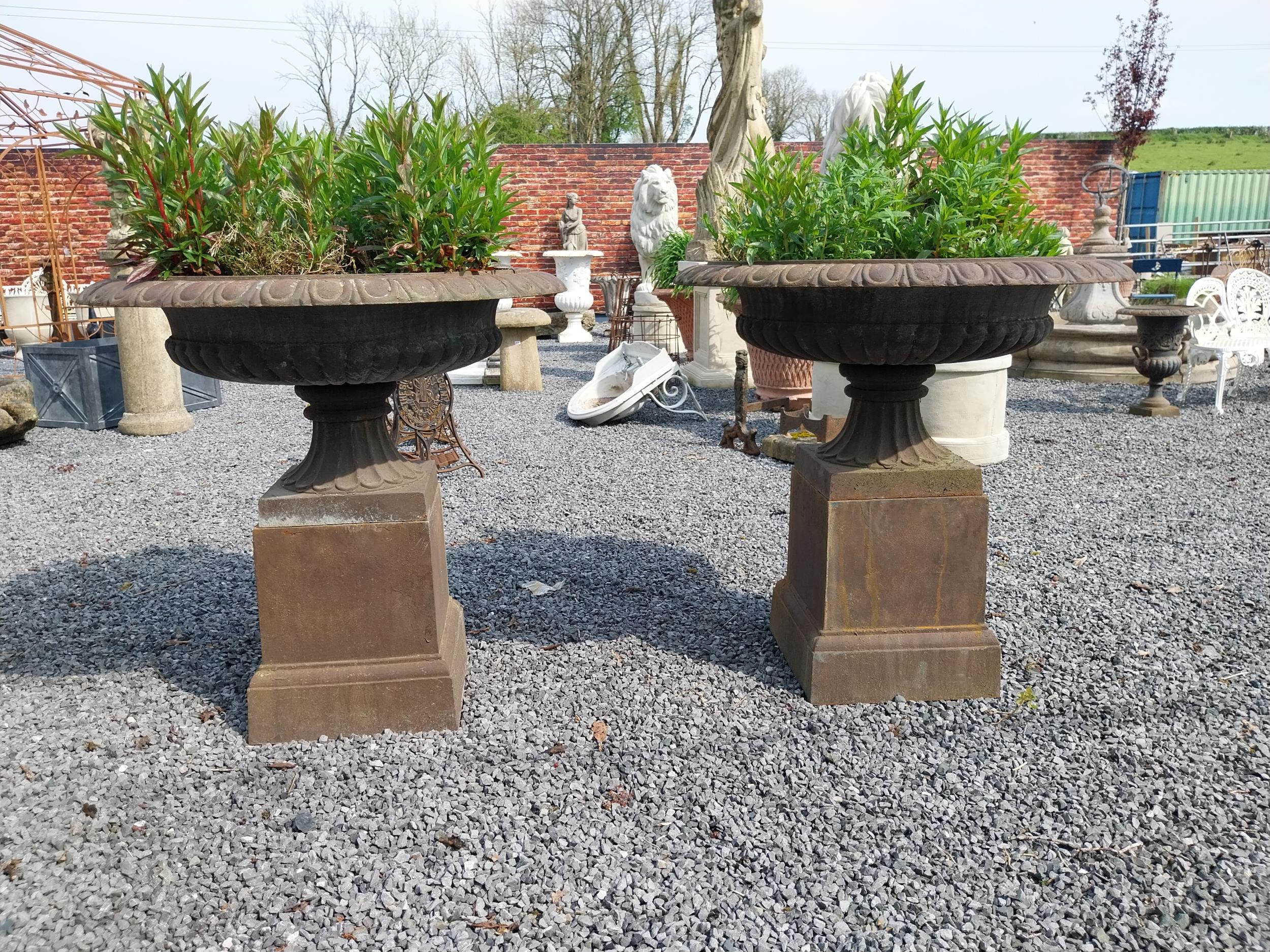 Pair of good quality cast iron urns raised on pedestals in the Georgian style {92 cm H x 100 cm