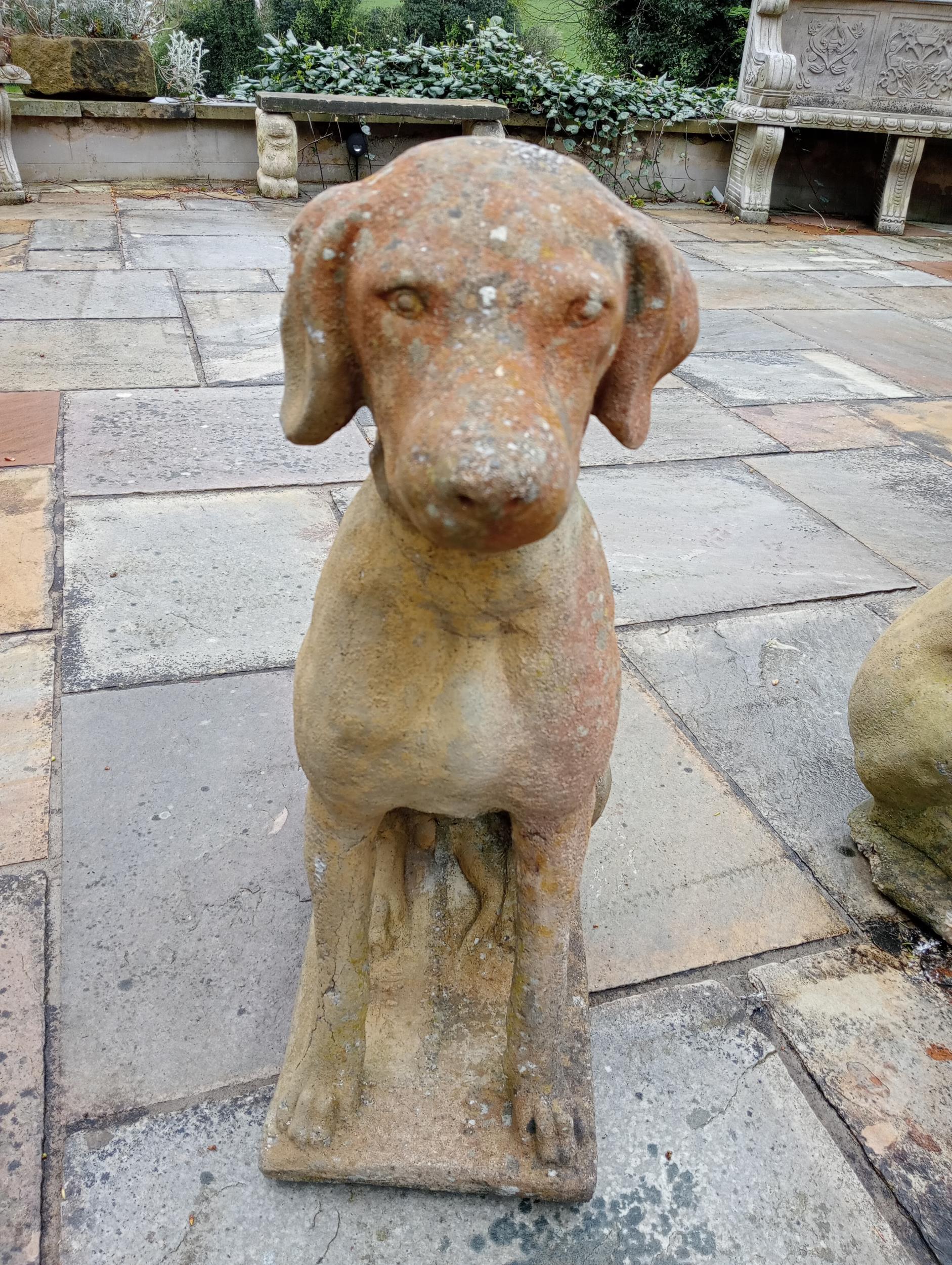 Pair of composition stone statues of Dogs {H 60cm x W 28cm x D 40cm }. (NOT AVAILABLE TO VIEW IN - Image 2 of 3