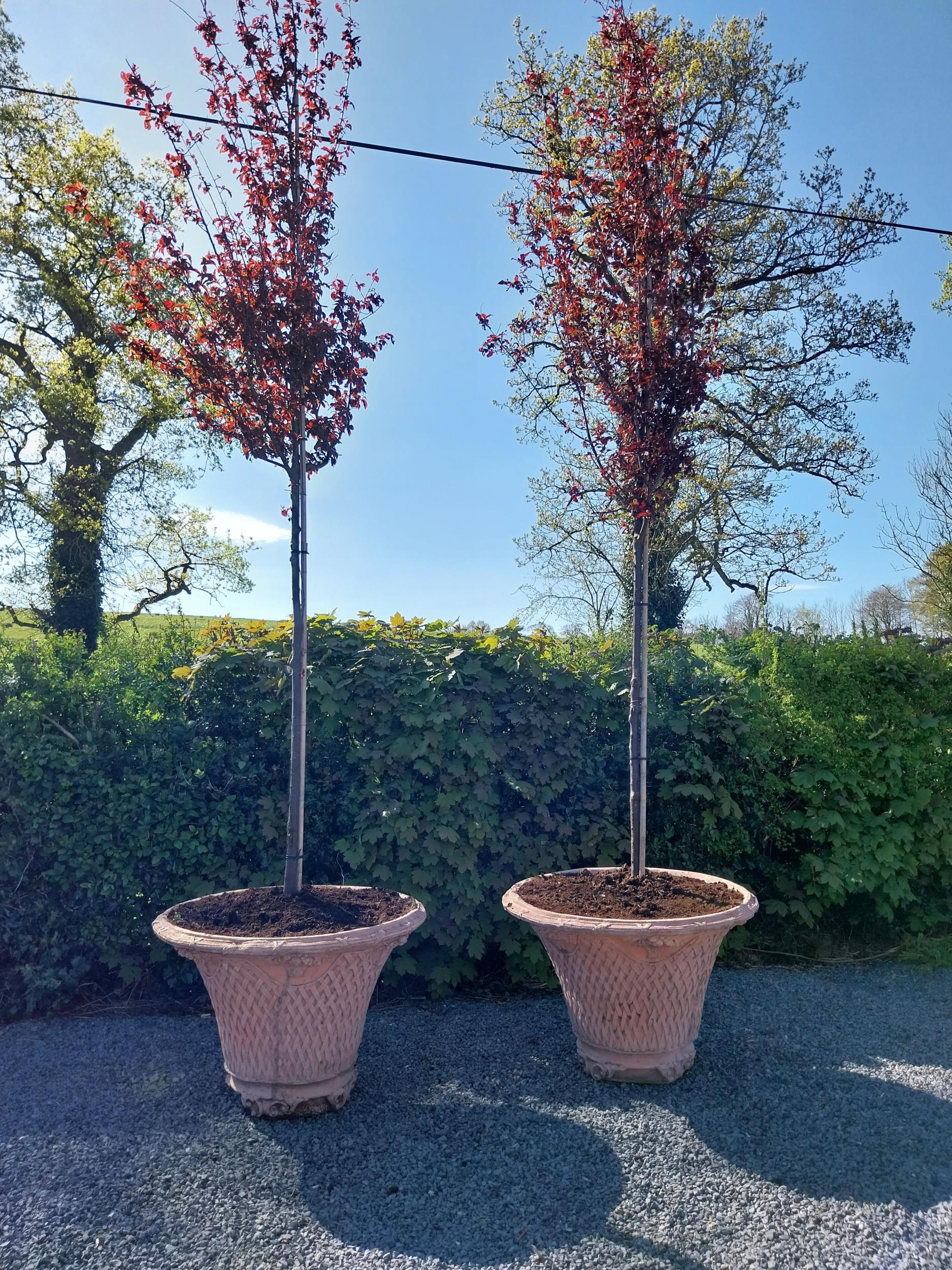 Pair of moulded terracotta lattice urns with tree {Urn dimension 77 cm H x 105 cm Dia.}.