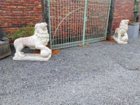 Pair of good quality composition statues of Lions with ball at foot mounted on plinths {110 cm H x