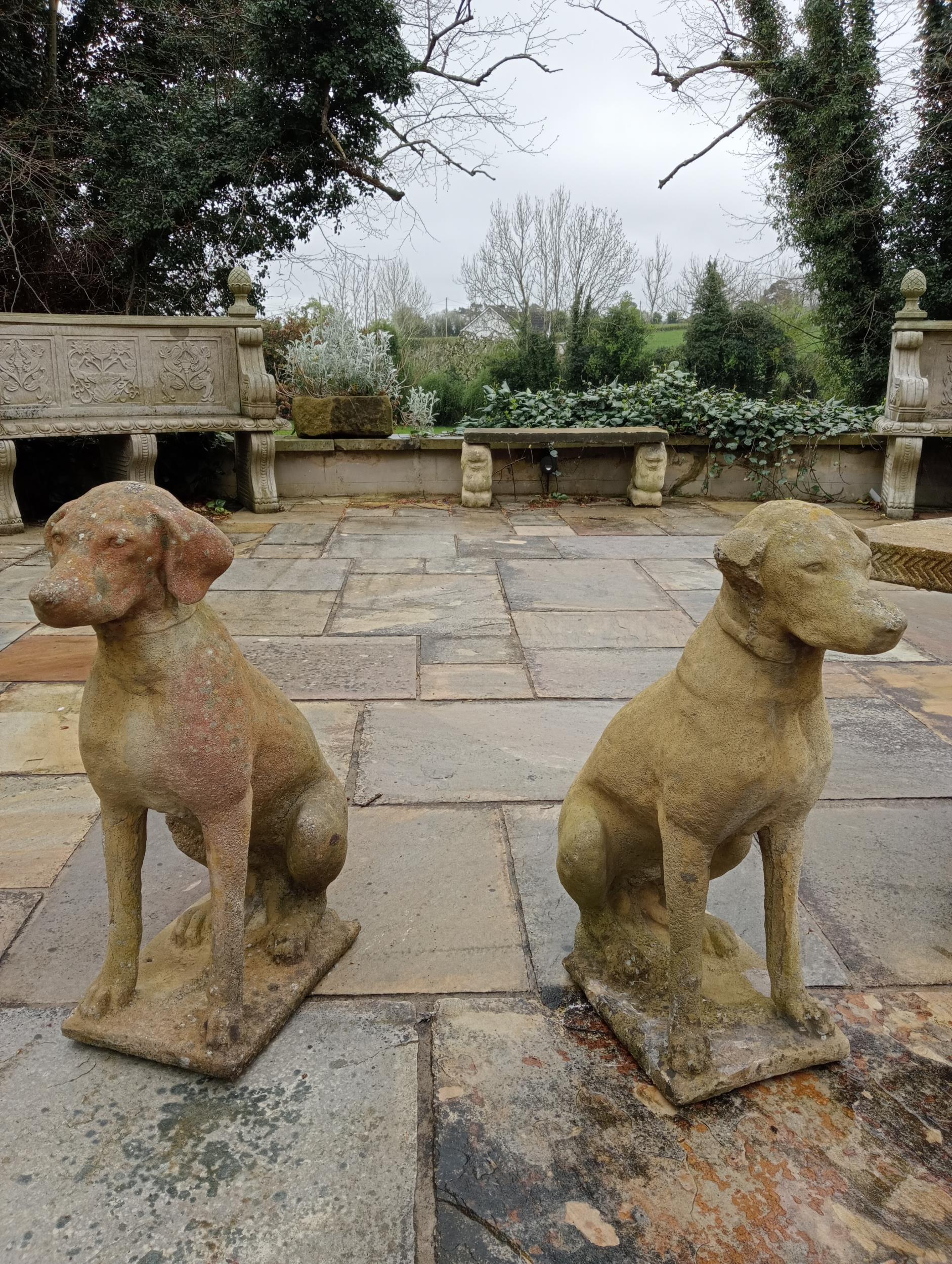 Pair of composition stone statues of Dogs {H 60cm x W 28cm x D 40cm }. (NOT AVAILABLE TO VIEW IN