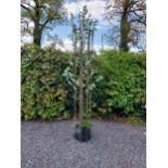 19th C. wrought iron tree surround {213 cm H x 29 cm Dia.}.