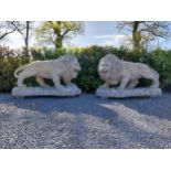 Pair of exceptional quality moulded sandstone majestic Lions {132 cm H x 210 cm W x 80 cm D}.