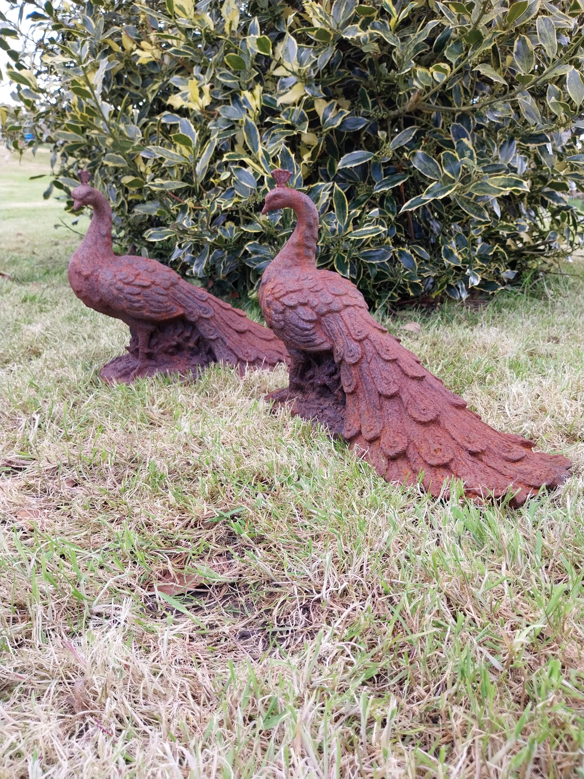 Pair of cast iron statuette of Peacocks {34 cm H x 21 cm W x 42 cm D}. - Bild 3 aus 6