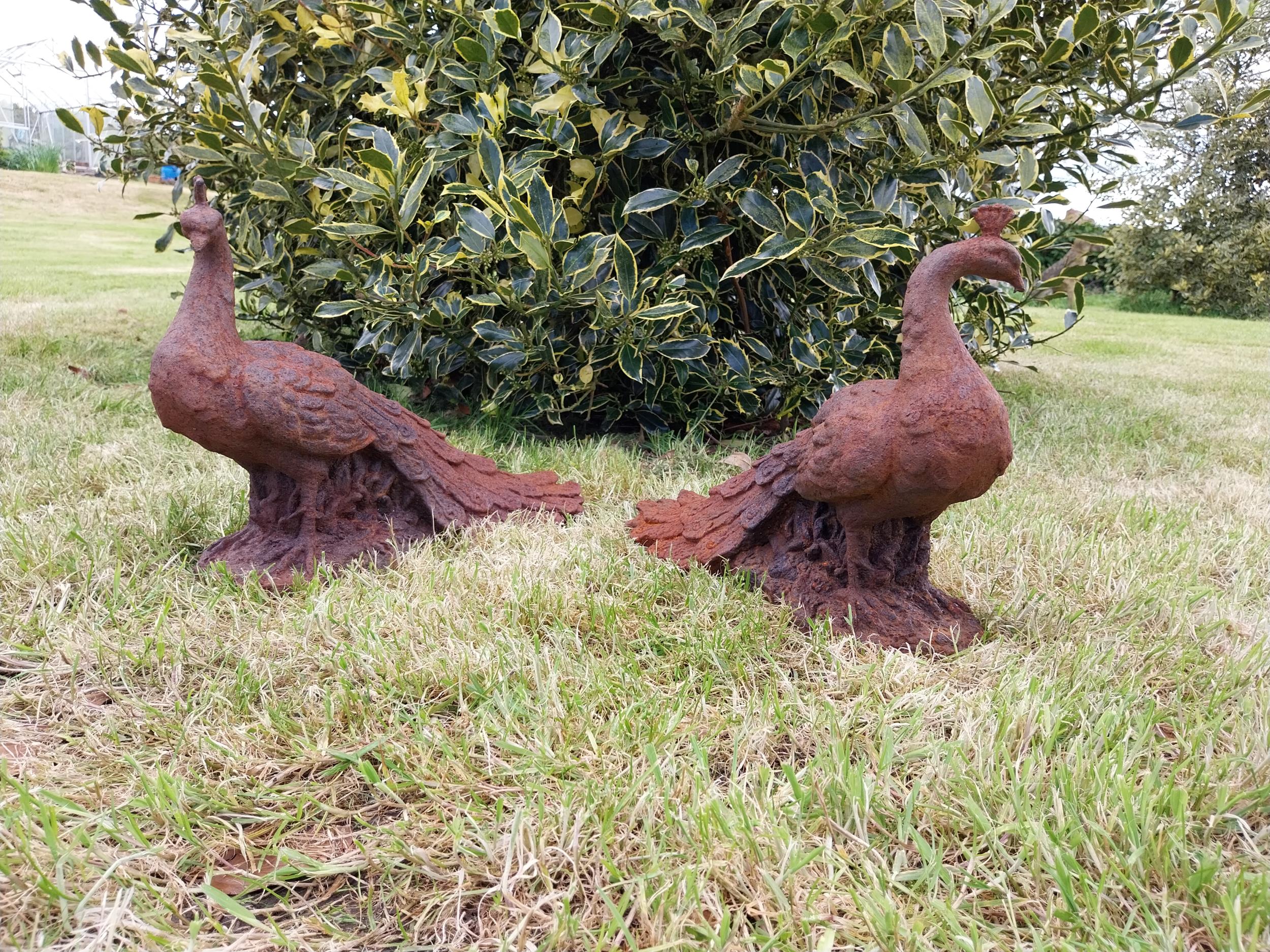 Pair of cast iron statuette of Peacocks {34 cm H x 21 cm W x 42 cm D}. - Bild 4 aus 6