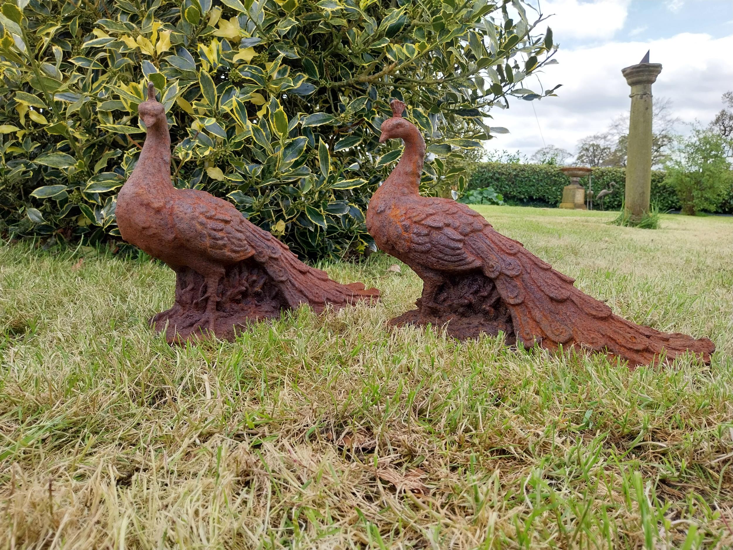 Pair of cast iron statuette of Peacocks {34 cm H x 21 cm W x 42 cm D}.