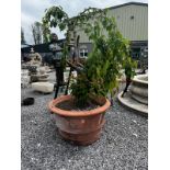 Pair of good quality moulded terracotta planters {Inc. tree: 200cm H x 90cm Dia.}