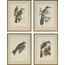 Four Ornithological Prints, Bowen & Co., Philadelphia, Mass., 1858-59, LECONTE'S THRASHER, LONG BILL