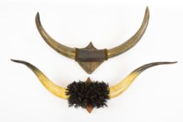 A pair of "long horn" cow's horns, span 36", mounted on a wall plaque; and a pair of buffalo