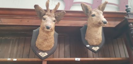 A pair of stuffed mounted roe deer.