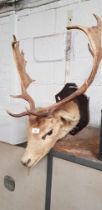 A mounted stag's head, complete with antlers.