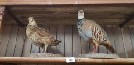 A pair of birds; a red-legged partridge and a woodcock.