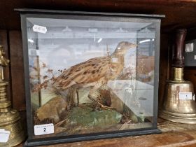 A taxidermy corn-crake in glass cabinet