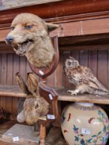 Three pieces of taxidermy; a fox head mounted on oak shield back, a hare's head mounted on oak