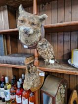 Three pieces of taxidermy; a fox head mounted on oak shield back, a hare's head mounted on oak